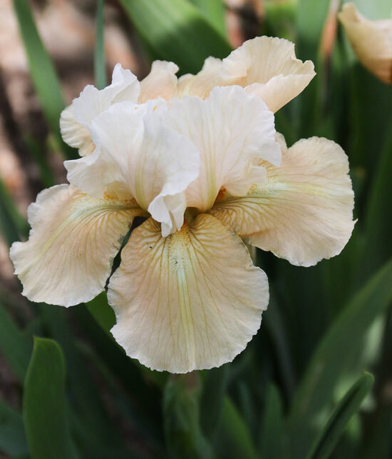 Vilkdalgis (Iris) 'Smitten Kitten'